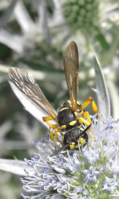 Crabronidae: femmina di Cerceris arenaria